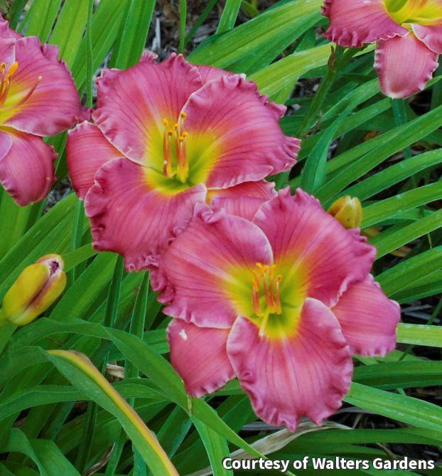 Short daylily with ruffled rosy-red flowers with yellow throats