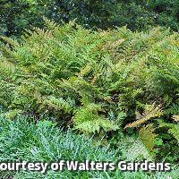 Autumn Fern 'Brilliance'