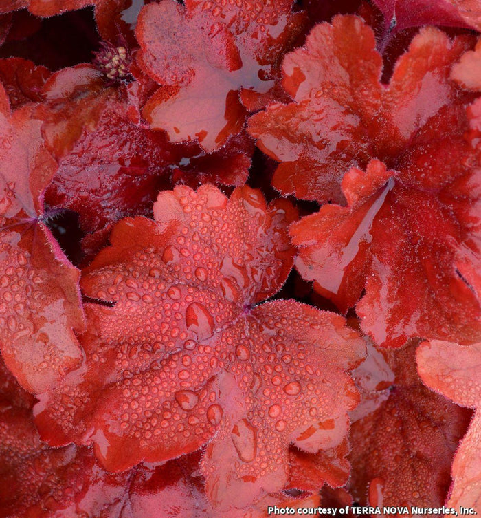 Coral Bells 'Fire Alarm'