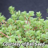 Stonecrop 'John Creech'