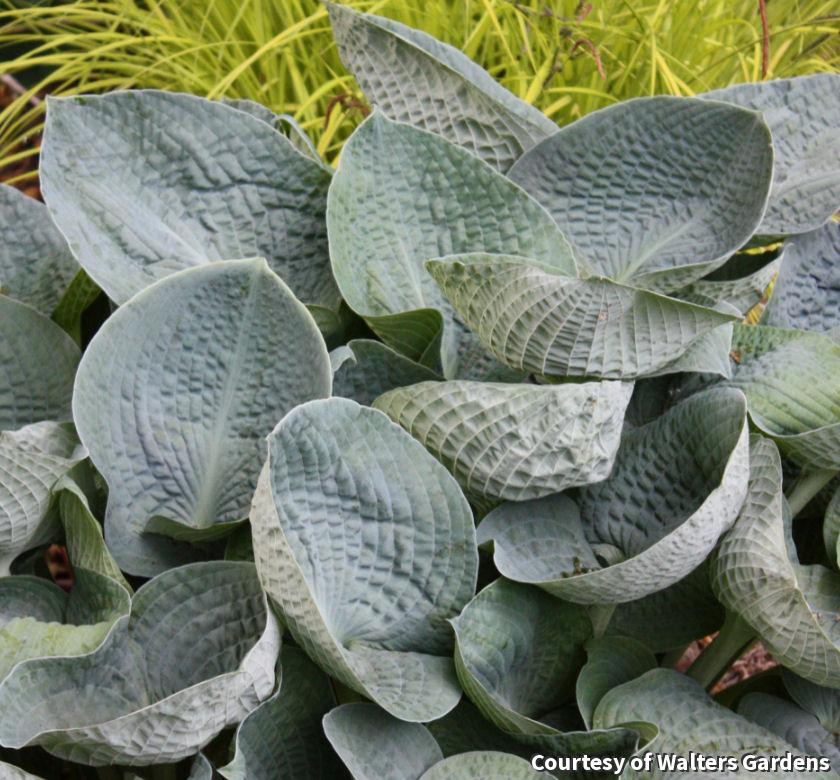 Large clump of round, cupped, puckered blue-gray hosta leaves