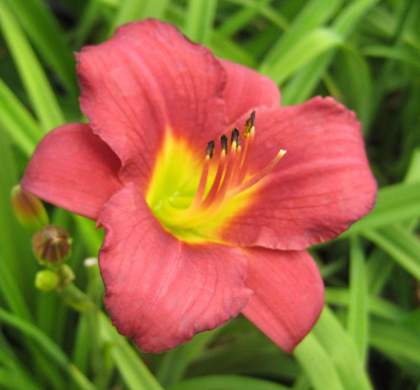 Dwarf daylily with small cranberry-red flowers with yellow-green throats