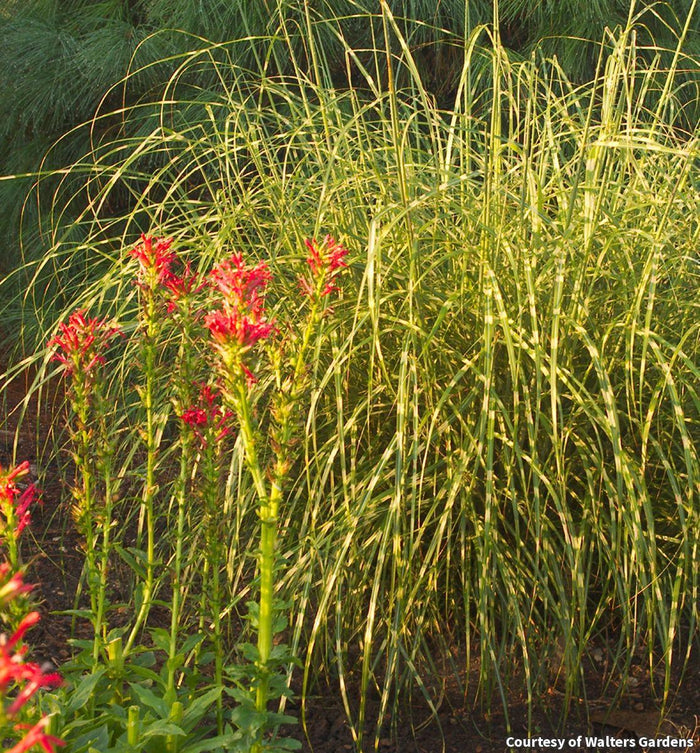 Maiden Grass 'Little Zebra'