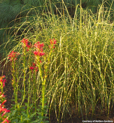 Maiden Grass 'Little Zebra'