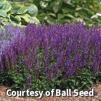 Salvia 'East Friesland'