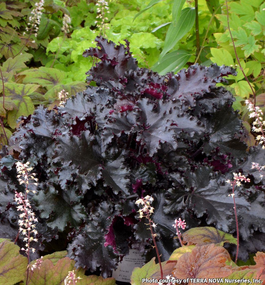 Coral bells with ruffled glossy near-black maroon leaves and sprays of tiny white flowers