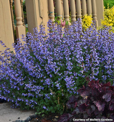 Catmint 'Purrsian Blue'