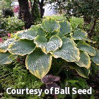 Large upright hosta with frosty blue-green leaves edged in creamy yellow
