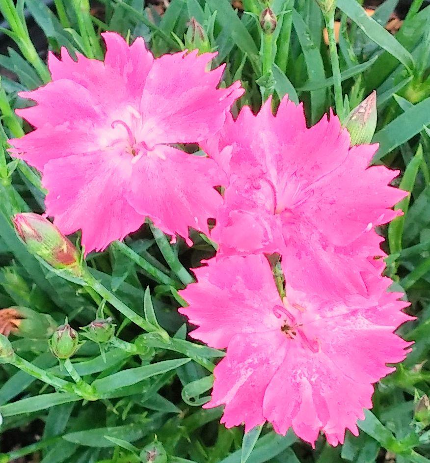 Low mat of spiky silver-green foliage with many small fragrant pink flowers