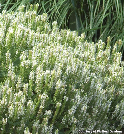 Salvia 'Snow Hill'