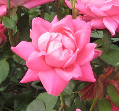 Shrub Rose Pink Double Knock Out®