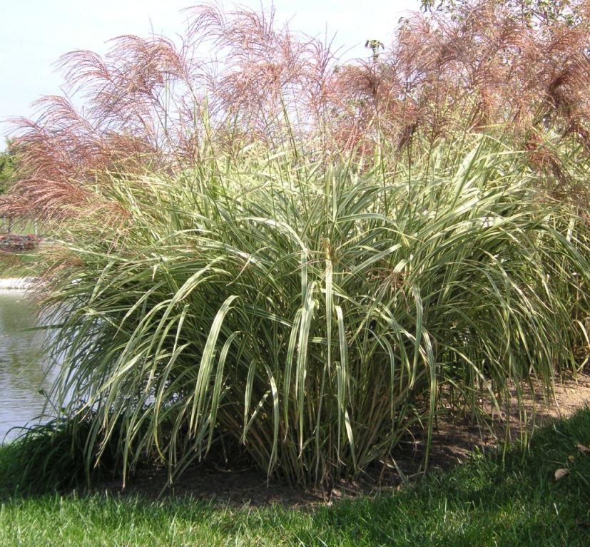 Large arching clump of maiden grass with green blades striped lengthwise in creamy white