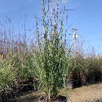 Big Bluestem 'Red October'