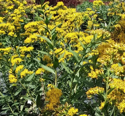 Short's Goldenrod 'Solar Cascade'