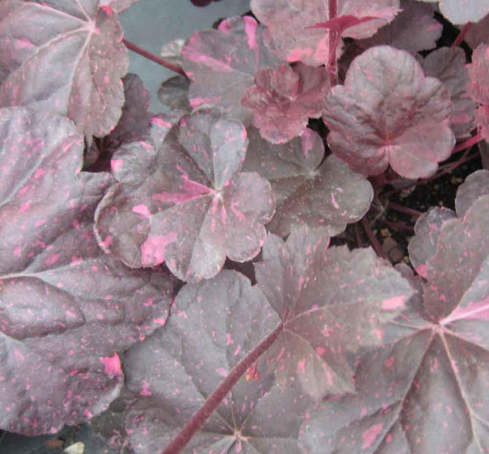 Coral Bells 'Midnight Rose'