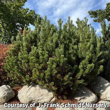 Low, wide mounded pine with dense dark green needles