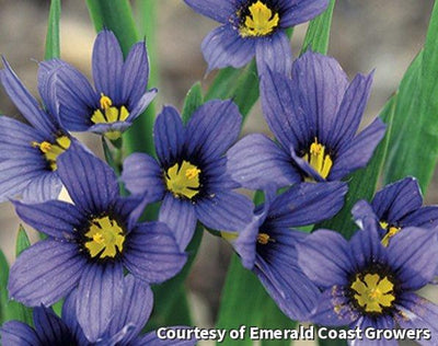 Blue-Eyed Grass 'Moody Blues'