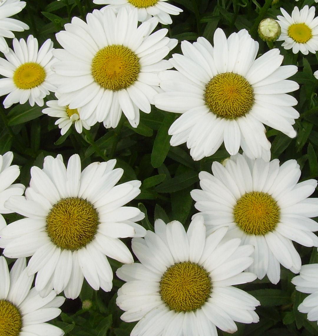 The Moon Garden