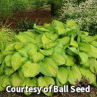 Hosta 'Stained Glass'