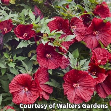 Hardy hibiscus with huge saucer-shaped deep red flowers and lobed green leaves