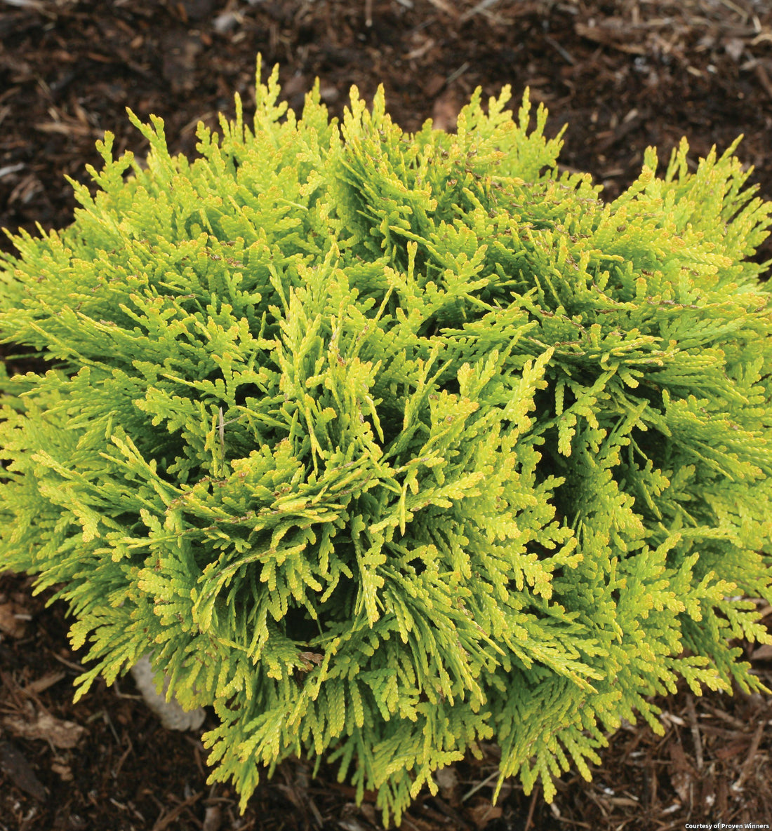 Small round arborvitae with soft lemon-gold evergreen foliage