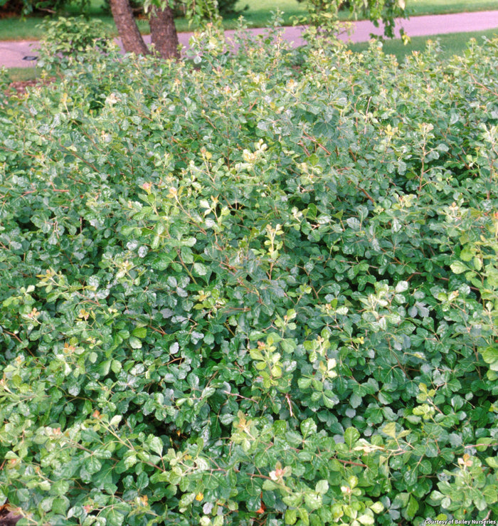 Fragrant Sumac 'Gro-Low'