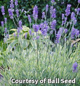 Compact lavender with cream-edged gray-green leaves and blue-violet flower spikes