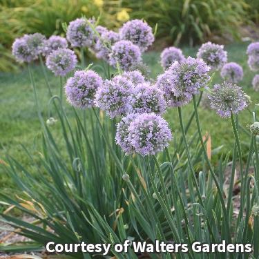 Ornamental onion with round lavender-pink flower heads above twisted blue-green leaves