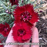 Low mound of blue-green dianthus foliage covered in single scarlet flowers with dark centers