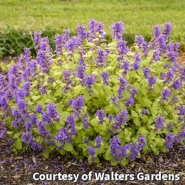 Catmint 'Chartreuse on the Loose'