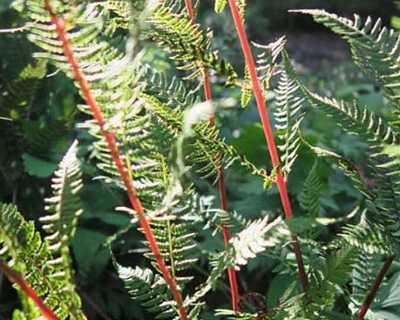 Lady Fern 'Lady in Red'
