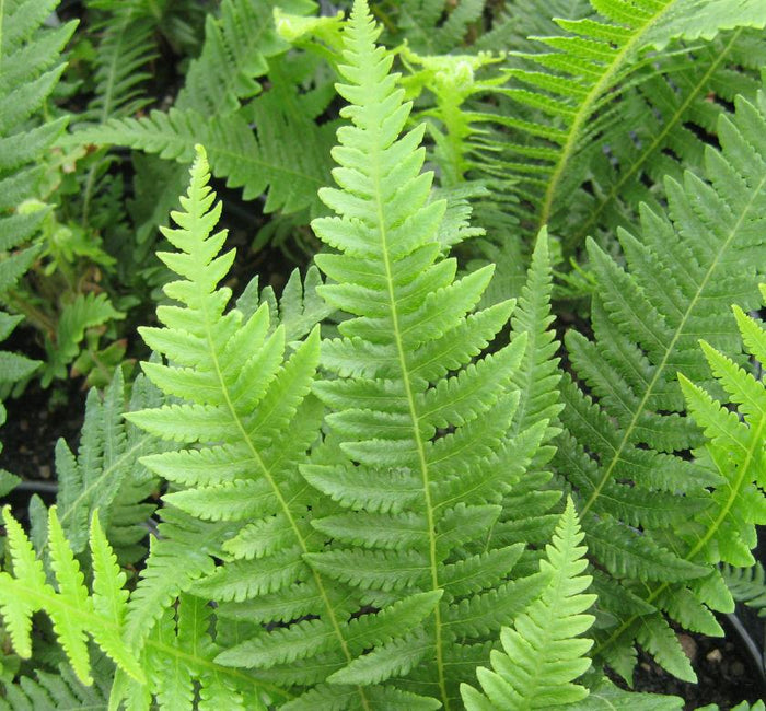 Japanese Beech Fern