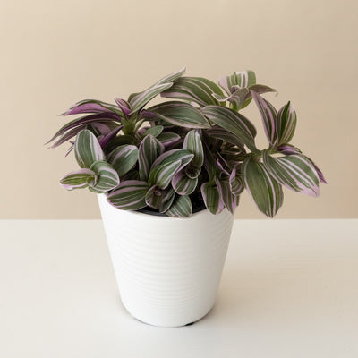 Inch Plant 'Feeling Flirty'