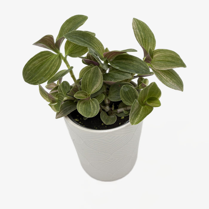 Inch Plant 'Feeling Moody'