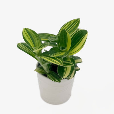 Inch Plant 'Feeling Trendy'