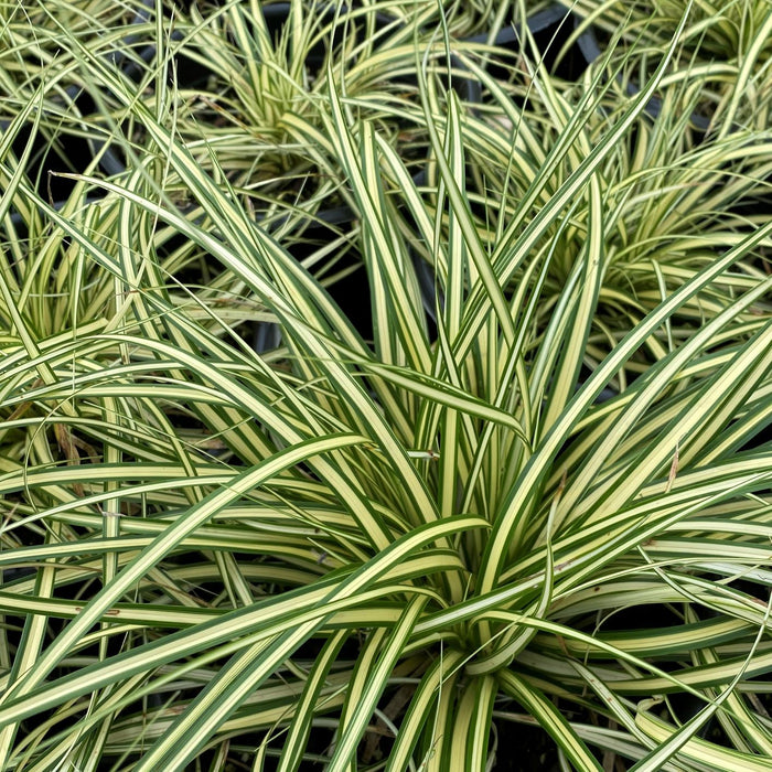 Japanese Sedge 'Evergold'