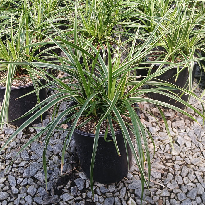 Japanese Sedge 'Ice Dance'