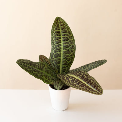 Labisia 'Kura Kura'