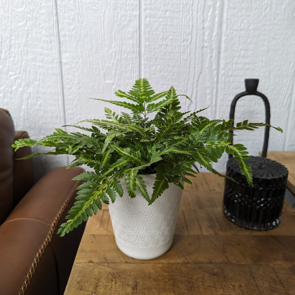 Leatherleaf fern with ruffled arrow-shaped fronds in a grey ceramic pot