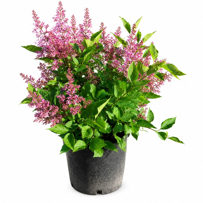 Lilac 'Miss Kim'