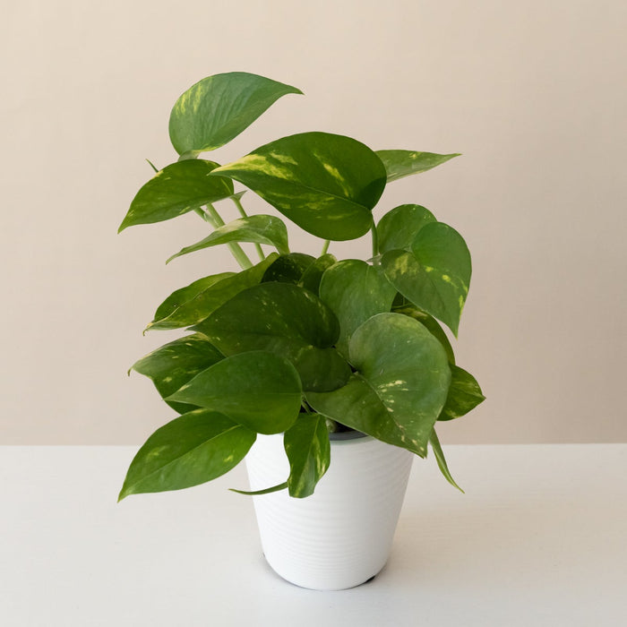 Marble Pothos 'Summer Nights'