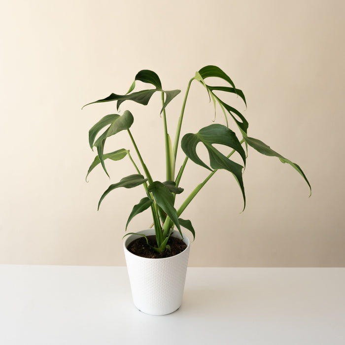 Monstera 'Burle Marx Flame'