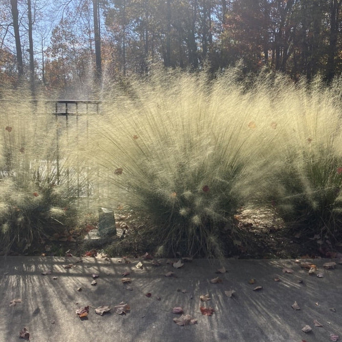 Muhly Grass 'White Cloud'