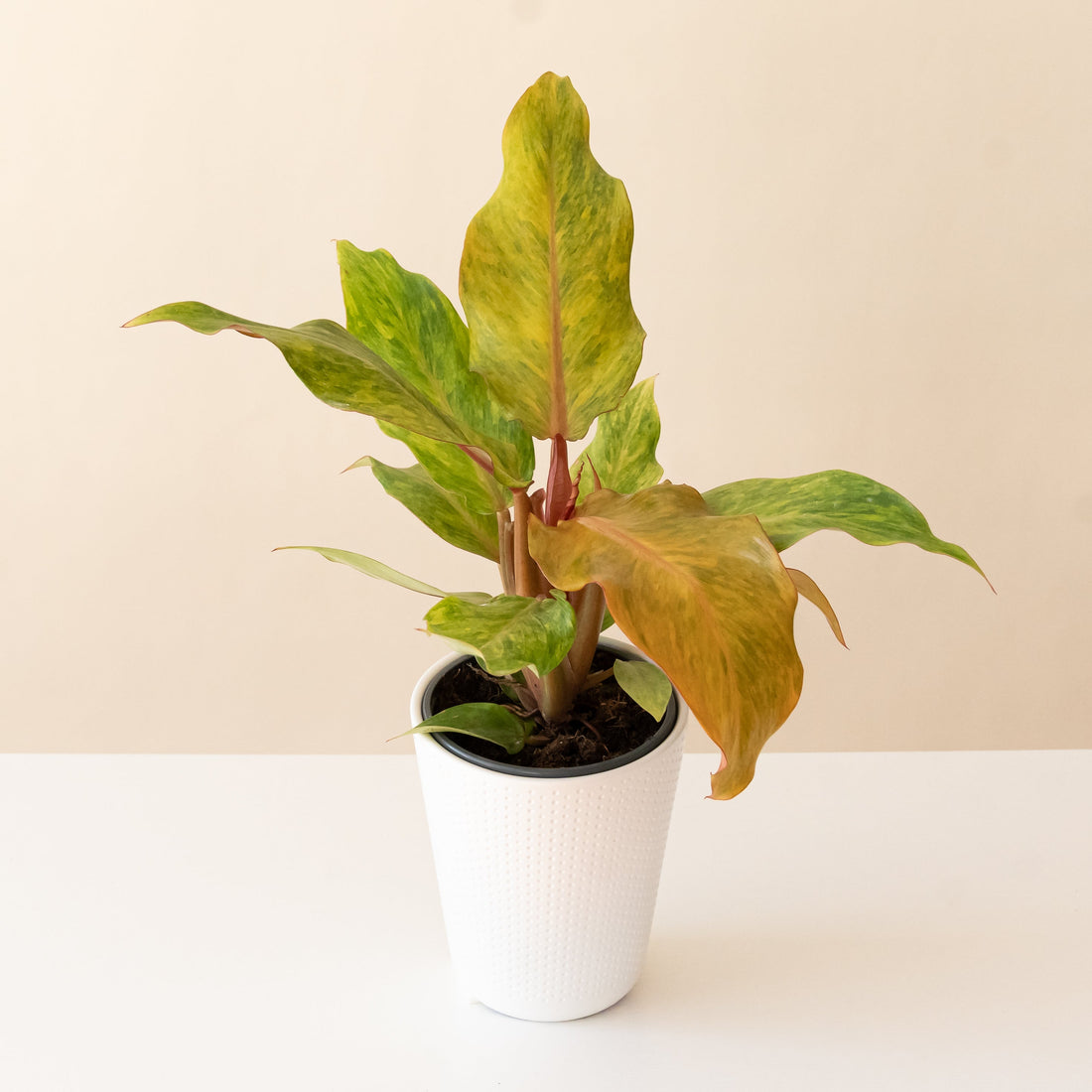 Philodendron with spade-shaped leaves mottled orange, gold and green