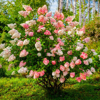 Panicle Hydrangea 'Vanilla Strawberry'