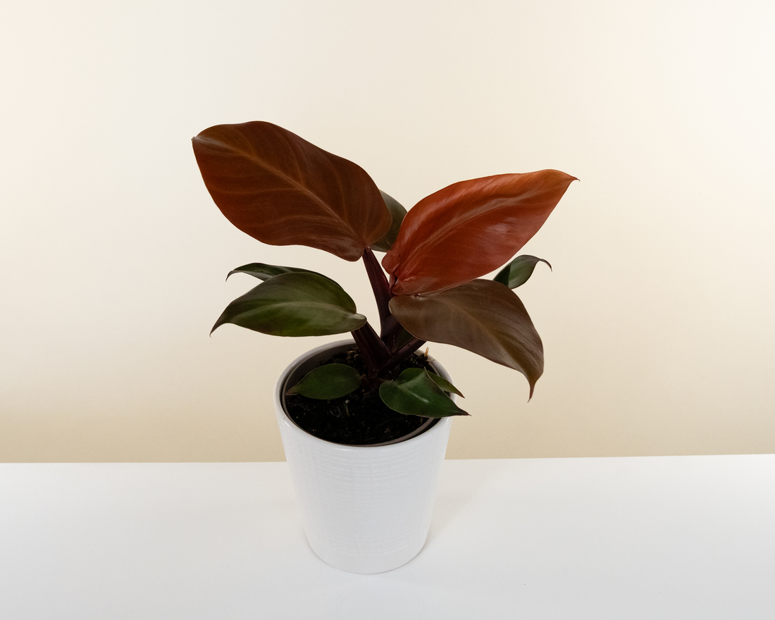 Philodendron with red stems and leaves shading from red to amber to green