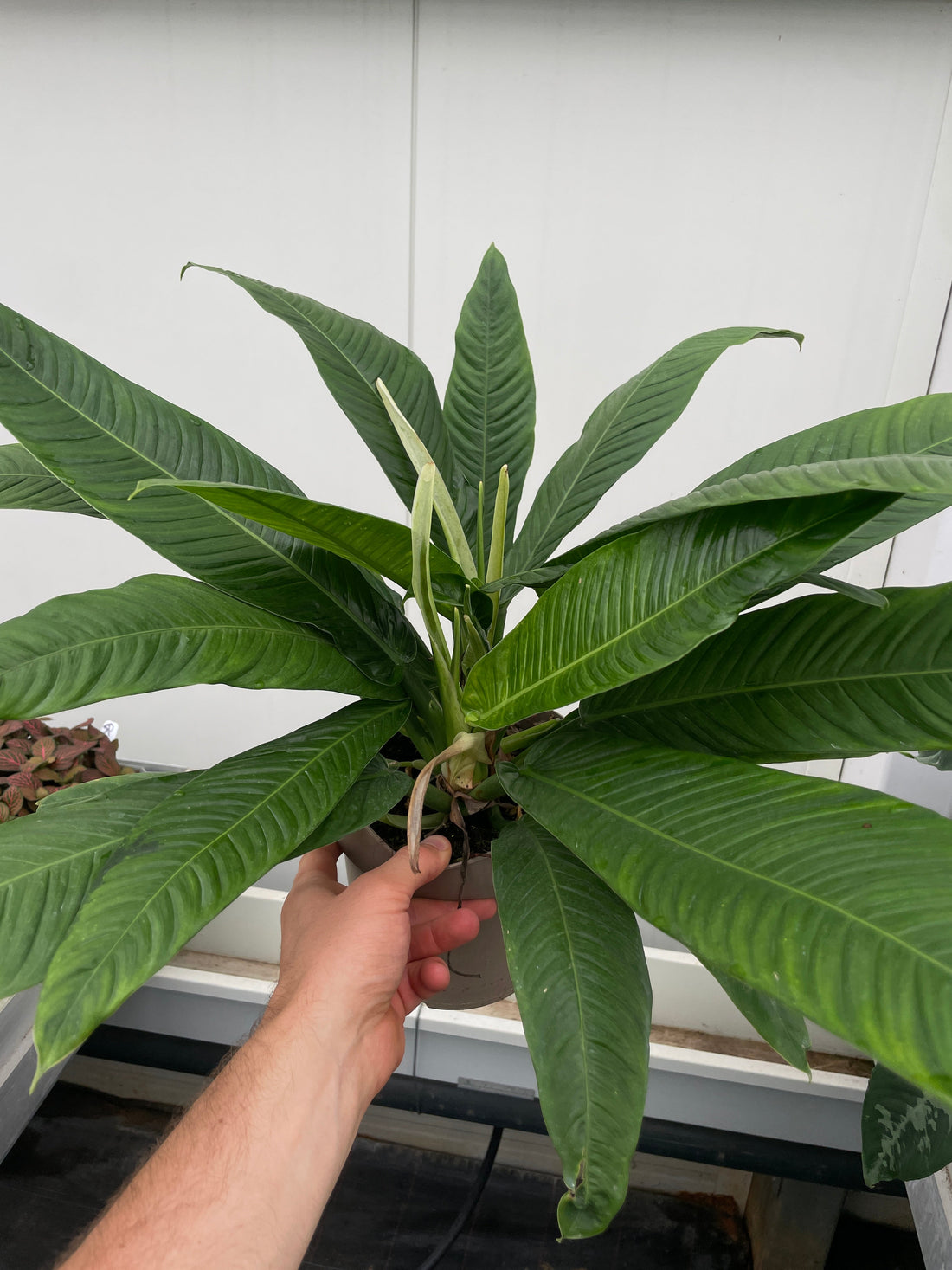 Upright philodendron with deep green leaves in a pot