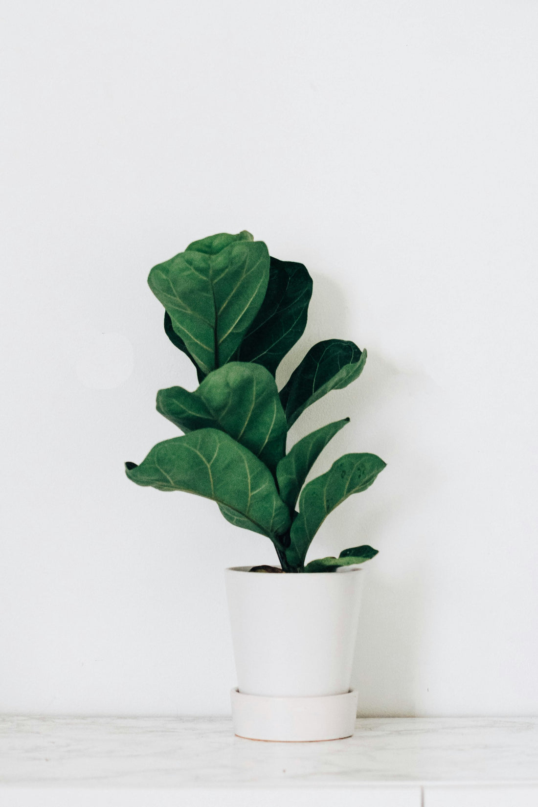 Fiddle-leaf Fig