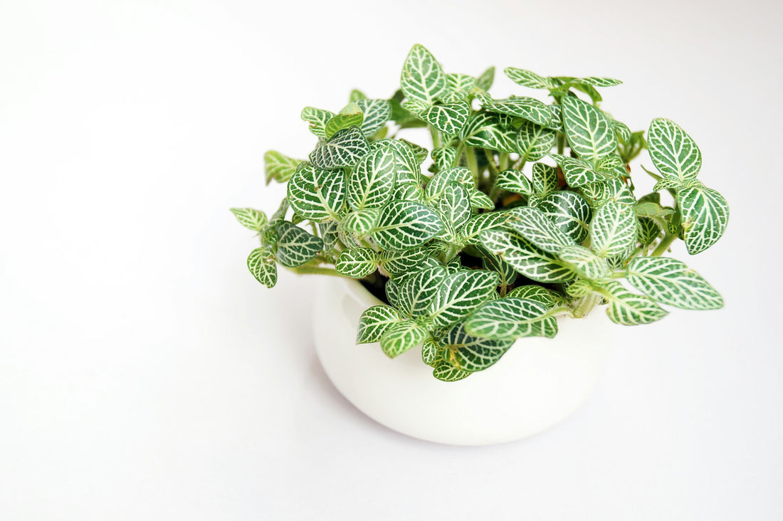 Nerve Plant