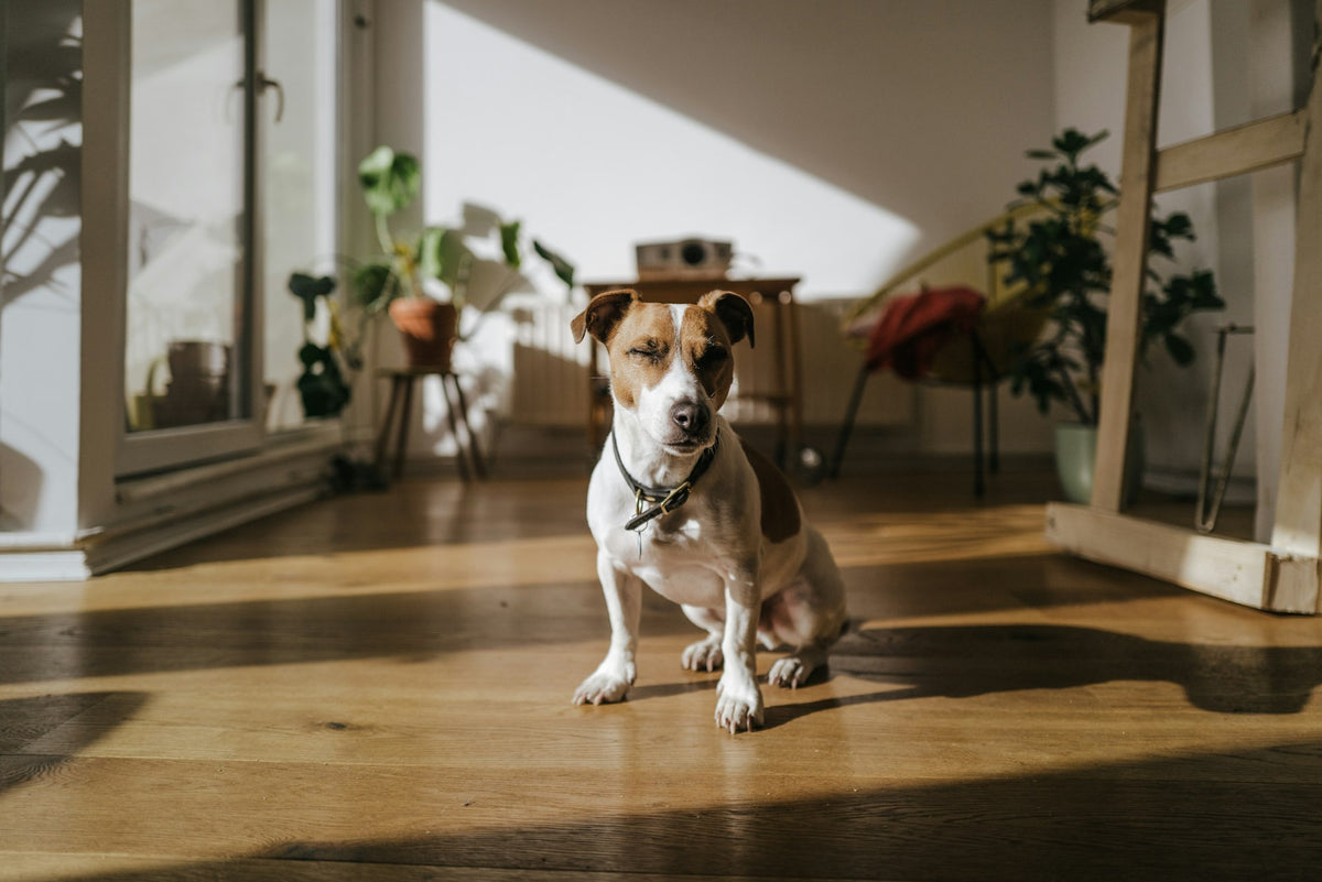 The Dog-Friendly Office
